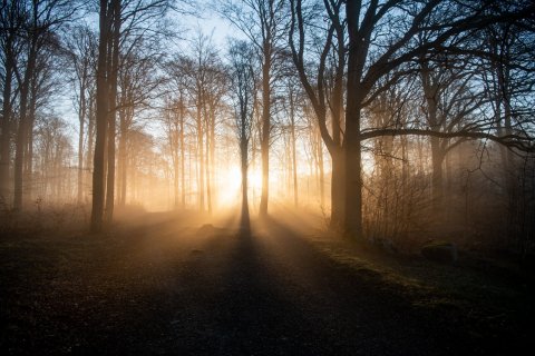 Lys gennem skoven, foto af Tine Uffelmann, web. Regitze Schmidt.dk