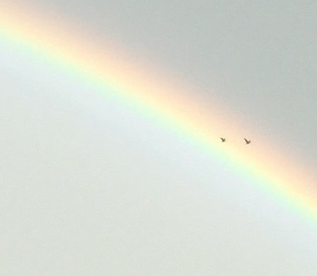 Fugletræk, Regitze Schmidt