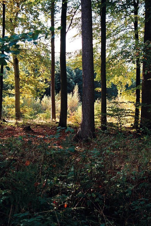 Sensommerdag, Regitze Schmidt